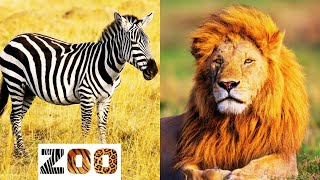 Zoo Adventure For Kids | Learn about Animals Lion, Zebra, Giraffe, Monkey, and More |