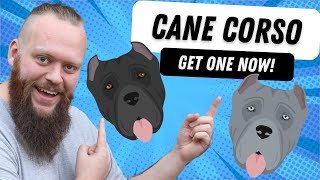 WHY YOU SHOULD GET A CANE CORSO