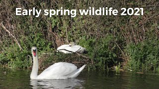 Early Spring Wildlife around Exeter 2021