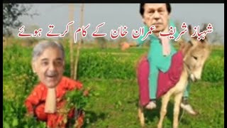 Shahbaz Sharif Funny Video | Shahbaz Sharif doing Imran Khan's work | Imran khan | village life 741