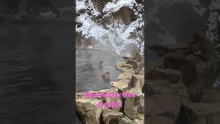 #Japan #shorts #snowmonkey Trip to Jigokudani Yaen Goen