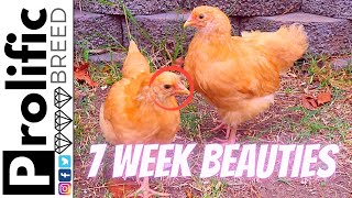 ORPINGTON CHICKENS AT 7 WEEKS OLD UPDATE + HEN HOUSE