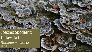 Species Spotlight: Turkey Tail Fungus