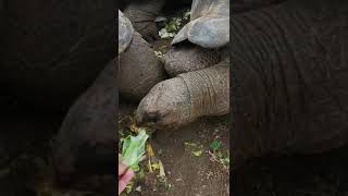 How To Pet A Giant Tortoise #shorts #shortsvideo #subscribe #prisonisland #africa #share #nature