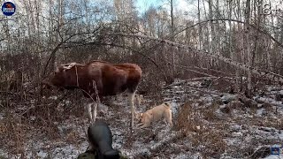 ОХОТА на ЛОСЕЙ со ЗРИТЕЛЯМИ канала. Лоси в шоке!