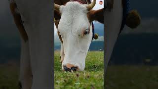 Why is this man putting a pipe inside the cow's mouth 🐮