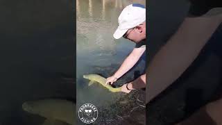 Yellowfish on Hoppers  #fishing #flyfishing #dryflyfishing