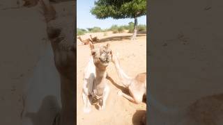 Bell🔔 wali camel white🐪 #DesertThar