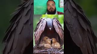 मां तो मां है ❣️😱☝️ #islamicvideo #duet #मां #bird #shorts #viralvideo