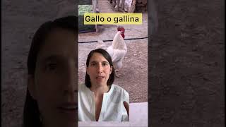 Gallo o gallina #shotrs #viral #youtubeshorts #viralvideo #risate #política #ellyschlein