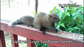 Squirrels Love Sunflower Seeds