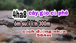 #đấtgialaigiárẻ#  4ha8 ôm suối lớn cà phê cây gáo, chư prông gia lai , giá 50tr/sào