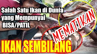 CARA & TIPS MEMBERSIHKAN IKAN SEMBILANG_MENGHINDARI PATIL (BISA) IKAN YANG BERBAHAYA