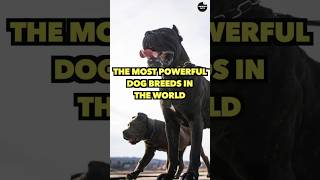 The Most Powerful Dog Breeds In The World #viral #explore #facts #dog #education #pets #shorts #if