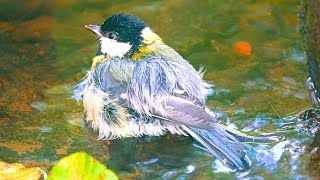 Great Tit Bathing in the Dark Forest Puddle [4K]