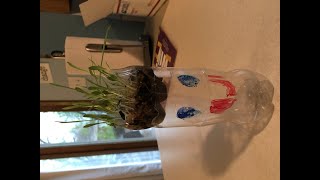 DIY: Seed to Plant Guy