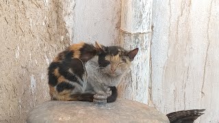 Watch the cat feelings with the chickens, strange in this case