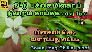 நீட்டு பச்சை மிளகாய் நிறைய காய்க்க easy tips l பச்சை மிளகாய் செடி வளர்ப்பது எப்படி l  Green Chillies