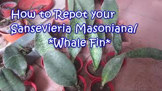 Sansevieria Masoniana   How to Repot