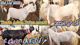 Tando Adam Bakra mandi | Latest update today | mix Goat breed | date 02/12/2023