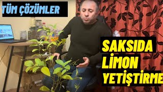 SAKSIDA LİMON YETİŞTİRME. LİMON NEDEN MEYVE VERMİYOR,  TOZLAŞMA VE BÜTÜN ÇÖZÜMLER ?