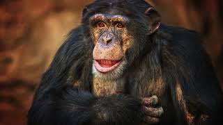 20 Fascinating Facts About Baby Chimpanzees That you won't believe!! #facts #animals #weirdanimals