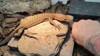 Playing With My New Monitor Lizard - Varanus Tristis