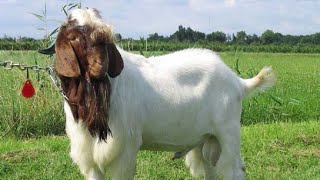 goat farming video |  goat farming | farm animals videos