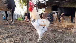 Desi Rooster Take feeding Beautiful Desi Rooster video in HD Rooster 🐓 New viral Murge #animals#bird