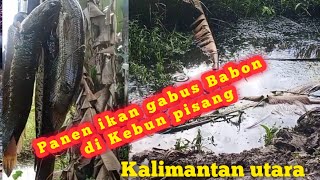 Najur ikan gabus|| kalimantan utara | Tanjung selor.. ikanya banyak gila genk.