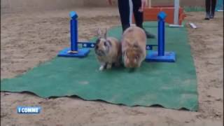 Le "Kaninhop" : jumping pour lapins !? INFO :-)