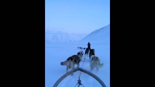 Svalbard Husky