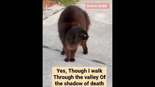 Yes, Though I walk Through the valley Of the shadow of death #dogs #catslover #cat #doglove