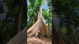 Flona a Floresta Nacional do Tapajós é um passeio imperdível em Alter do Chão #florestaamazônica