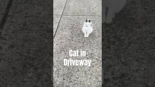 Cat in the Driveway. #cat #driveway