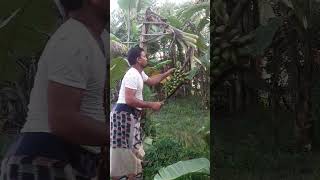 #How to harvesting are banana#ep-198#short🍌🍌food