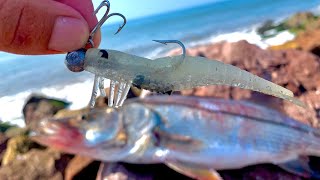 Pesca de ORILLA con CAMARÓN ARTIFICIAL || pesca de RÓBALOS y CORVINAS.