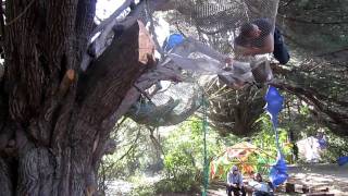 Jay Jay climbs the hammock