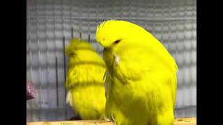 My Show Quality English Budgie !