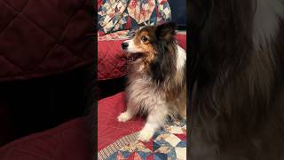 Sheltie Talking - Silly Audie Yapping, Muttering, and Using The Couch As Her Napkin