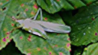 Naturbeobachtung Großes Grünes Heupferd(Tettigonia viridissima(L. 1758)) am Waldrand(Hirschberg)