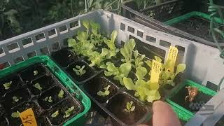 Un petit tour dans mon petit potager le 22 aôut 2021