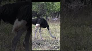 Ostrich #birds