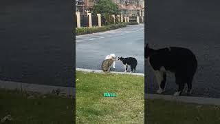 Dog vs Fighting Cats ! #shorts