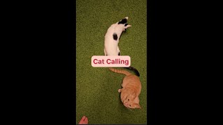 Cat Calling Jolene