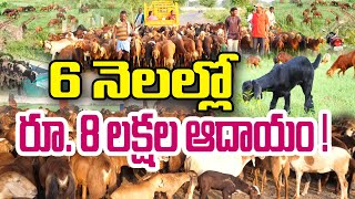 ఇలా పెంచితే లక్షల్లో ఆదాయం | Sheep & Goat Farming | Rambabu