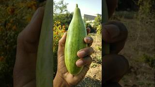 Will make bottle gourd vegetable today #nature #farming #bottlegourd #shorts