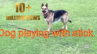 dog playing video | dog playing with kids | German shepherd playing with stick | dogs videos for kid