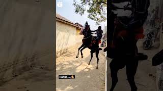 4 page kude ho raftar kathiyawadi horse #shorts #viral #horse