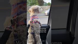 My dog living her best life in the summer time 😂💕#funnycavapoo #cutecavapoo #dogvideo